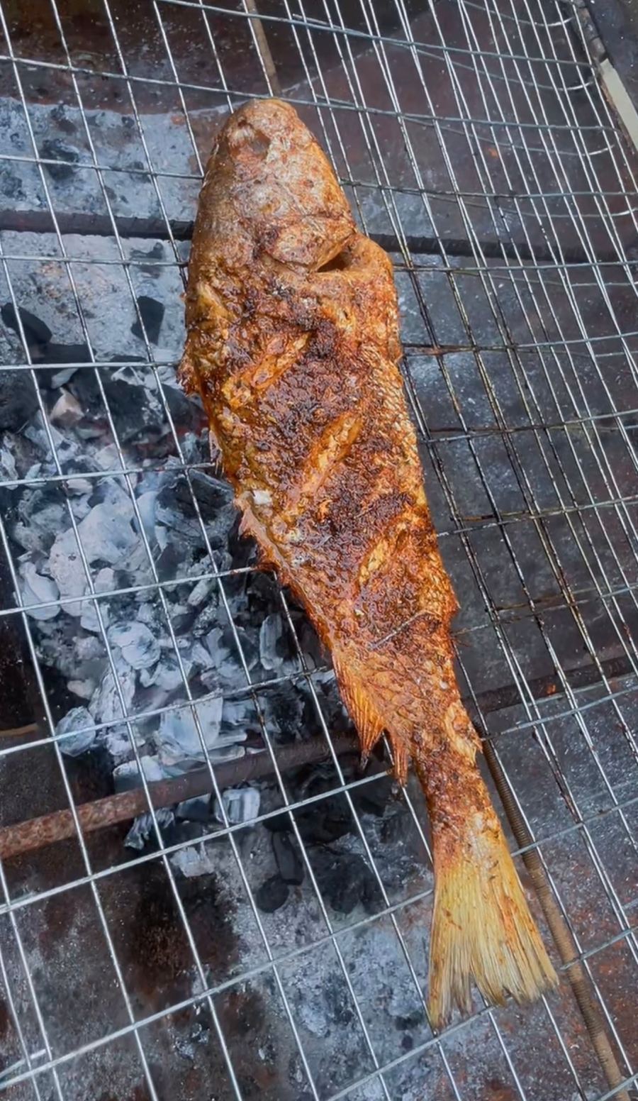 Croaker fish